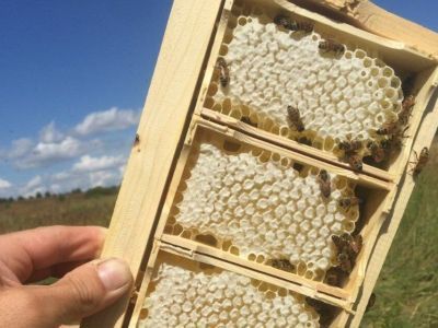 Николай Сапаев: «У якутских пчеловодов есть все возможности для промышленного производства»