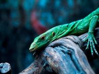 Санкт-Петербургский океанариум