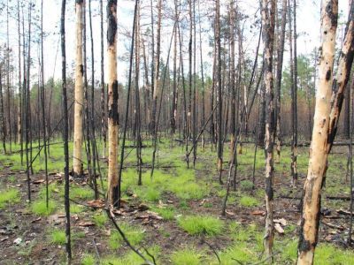 Помочь лесу: АЛРОСА и якутские ученые изучают причины и последствия лесных пожаров
