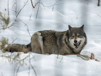 Стаю волков у дороги засняли в Якутии