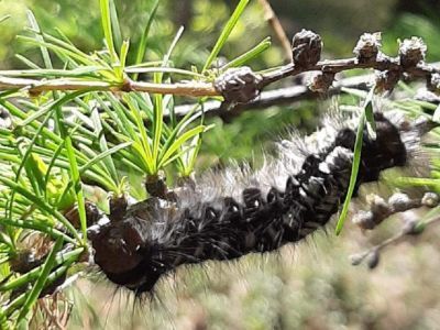 Леса в Чурапчинском районе обработают от шелкопряда