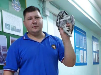 На пандусе пожарной части житель Якутска обнаружил сову