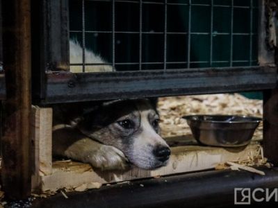 Об ответственном обращении с животными расскажут якутянам в прямом эфире