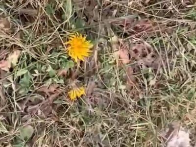 Видеофакт: в Олёкминском районе Якутии в октябре зацвели одуванчики