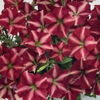 Петуния мультифлора Джоконда Бургунди Еллоу (1уп-1000драже)профессиональные семена