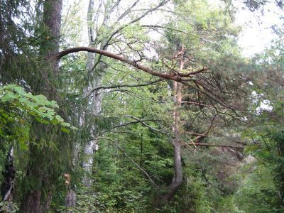 Парк усадьбы Стюсси