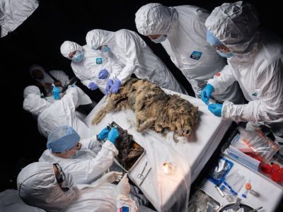 Расшифрована ДНК древнего волка, найденного в вечной мерзлоте Якутии