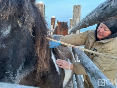 В Хангаласском районе завершаются мероприятия по чипированию лошадей