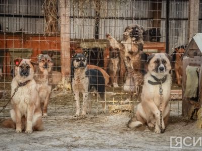 В Управлении ветеринарии рассказали, когда объявляется экстраординарная ситуация с животными