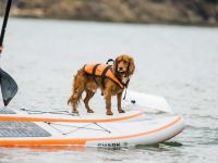 Надувная доска для SUP-бординга SHARK ALL-ROUND 10'8&quot; 2023