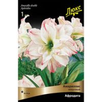 Амариллис махровый Афродита *
