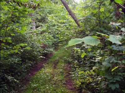 Усадебный парк имения Бухаровых «Михалево»