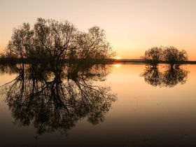 Луковый сплав