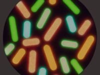 Патч "Пончик", Stabwoodstone