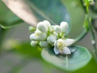 Государственный музей-заповедник «Царицыно»