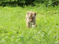 Государственный Большереченский зоопарк имени В.Д. Соломатина