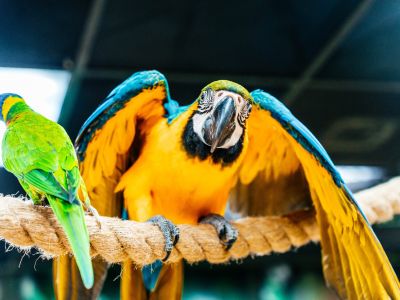 Билеты на 101 попугай (101 попугай) / Выставка | Афиша | ИнфоТаймс