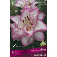 Лилия Восточная Бьютитренд (1 шт.)