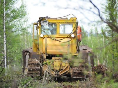 Усилена ответственность за уничтожение или повреждение лесных насаждений
