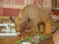 Зоологический музей Дагестанского государственного университета