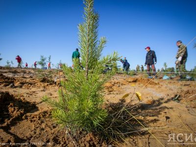 В Якутии перевыполнили план по восстановлению лесов