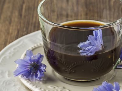Польза и вред цикория для здоровья