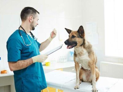 Ленское Управление ветеринарии проводит работу с безнадзорными животными