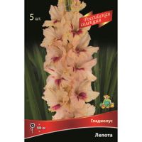 Гладиолус Лепота (5шт)