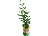 Набор для выращивания растений "Вырасти, Дерево!", "Дерево счастья катальпа"