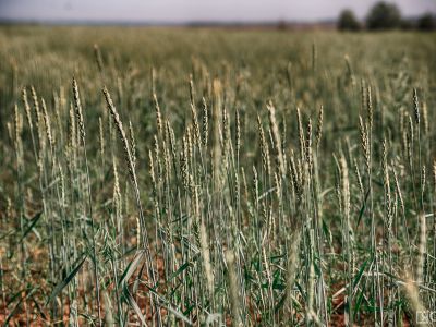Сбер и «Дамате» запустили первое в России товарное РЕПО на фуражную пшеницу
