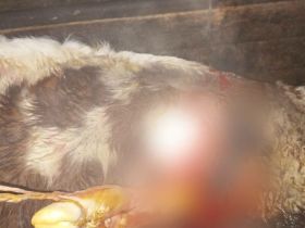 В Сунтарском районе Якутии корове провели успешное кесарево сечение