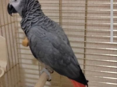 В Якутске хозяева ищут сбежавшего попугая породы жако