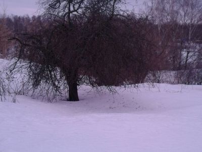 Священная роща