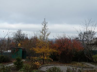 Земельный участок с древесными насаждениями