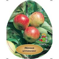 Яблоня Осеннее полосатое (Штрефлинг) (подвой семенной)