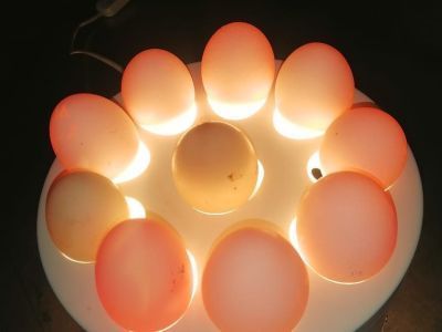 Быстрая проверка: как выбрать в магазине свежие куриные яйца