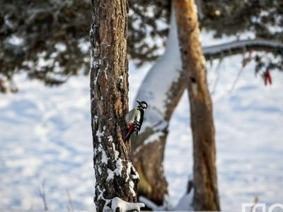 Толщина льда на реках Якутии в основном отмечается меньше нормы