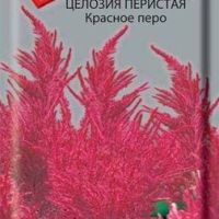 Целозия перистая Красное перо