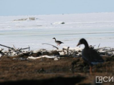 Удобную ногавку для подсадных уток создал житель Якутии