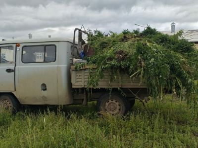 1,8 тонны дикорастущей конопли уничтожили в Якутии
