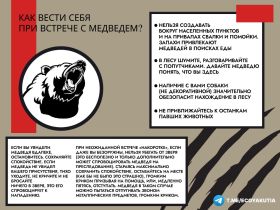 В Якутии выдали разрешения на добычу более 500 бурых медведей