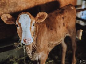 День сайылыка в Якутии: прогулка по летней ферме в Намском улусе