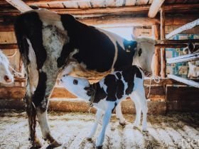 День сайылыка в Якутии: прогулка по летней ферме в Намском улусе