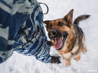 Животные гуляют под присмотром!