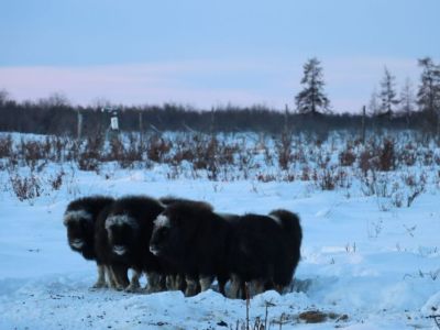 Руководитель Плейстоценового парка Якутии рассказал, как проходит зимовка животных