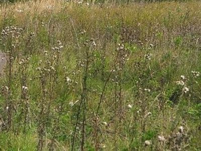 Церковь Казанская