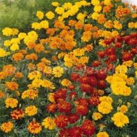 Бархатцы отклоненные Дуранго Микс (1уп-1000шт) (Профи)