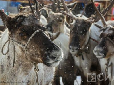 В Якутии началась осенняя корализация оленей