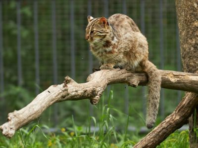 В гости к кошачьим Приморья (Самая кошачья экскурсия (автобус + катер))