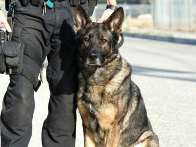 Служебная собака помогла раскрыть убийство в Якутске